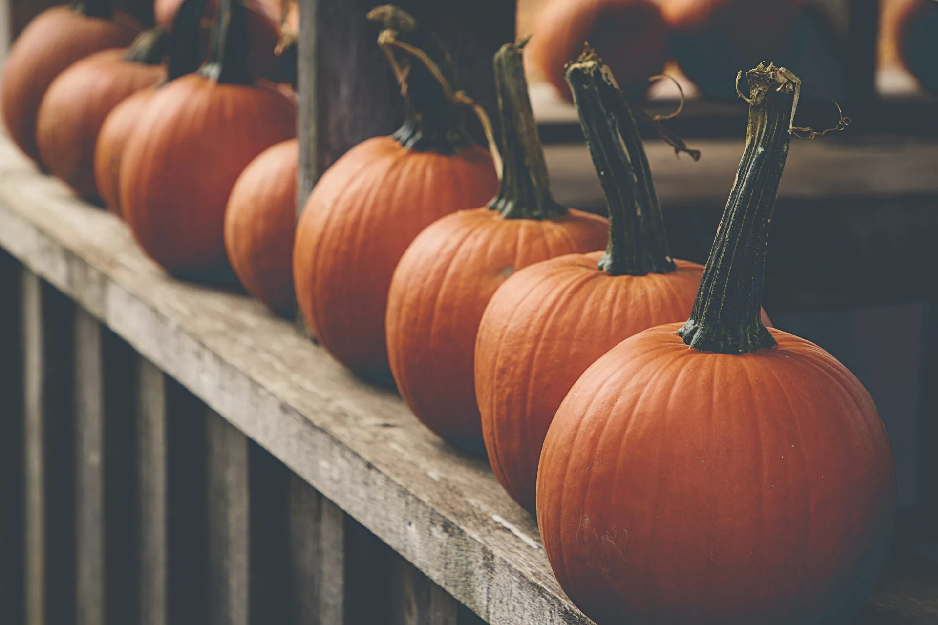 Thanksgiving Image of pumpkins lined up on railing